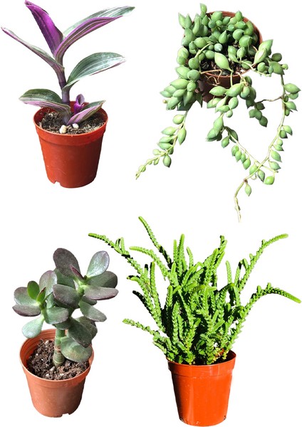 Prenses Çamı - Para Ağacı Çiçeği - Tespih Çiçeği- Tradescantia Zebrina Kaktüssukulent 4'lü