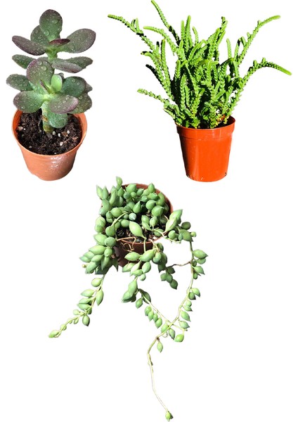 Prenses Çamı - Para Ağacı Çiçeği - Tespih Çiçeği Kaktüs&sukulent