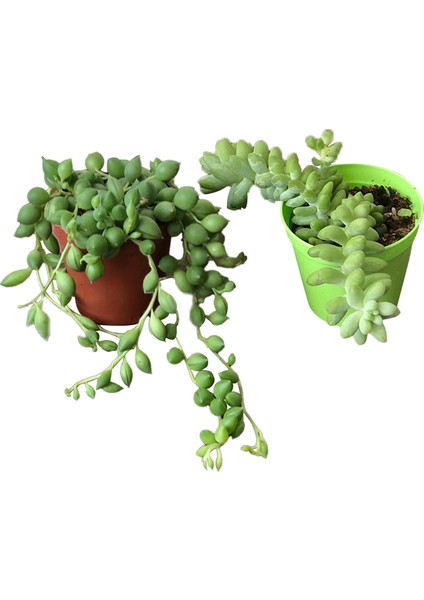Sedum Morganianum ve Tespih Çiçeği Kaktüs&sukulent