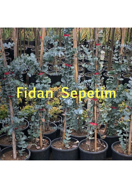 Fidan Sepetim Eucalyptus Cinerea Silver Dollar Bodur Okaliptus Fidanı