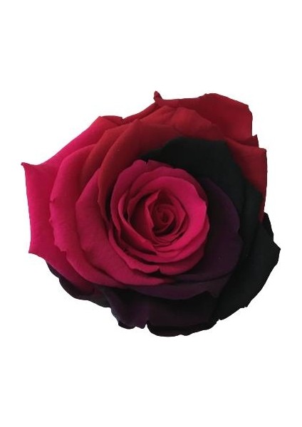 Armenbotanik Rose Amor Rainbow Pembe Renk Solmayan Gül (Şoklanmış Gül)