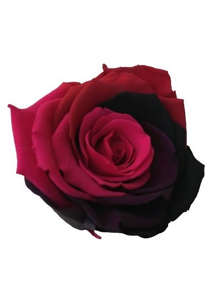 Armenbotanik Rose Amor Rainbow Pembe Renk Solmayan Gül (Şoklanmış Gül) fiyatları