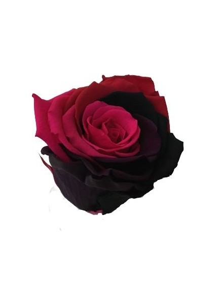 Armenbotanik Rose Amor Rainbow Pembe Renk Solmayan Gül (Şoklanmış Gül) modelleri