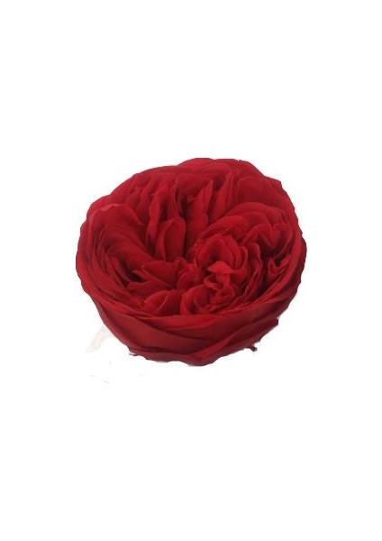 Armenbotanik Rose Amor Kabuzika Kırmızı Renk Solmayan Gül (Şoklanmış Gül) fiyatları