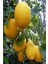 Kardeşler Fi̇dancılık Mayer Limon Fidanı 1