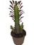 Torubahce Euphorbia Trigona Rubra Kaktüs Kırmızı Süt Ağacı 20 cm x 30 cm 1