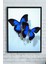 Kelebek Hayvan Çerçeveli Tablo 21 x 30 cm 1