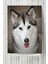 Husky Hayvan Posteri 40 x 60 cm 1