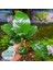 Anubias Broad Leaf 6-7 Yapraklı Canlı Bitki L 1