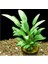 Cryptocoryne Walkeri Saksı Canlı Bitki 1