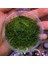 Stringy Moss Kutu Canlı Bitki 1