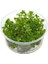 Limnophila Sessiliflora In Vitro Canlı Bitki 2