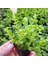 Rotala Indica Green Saksı Canlı Bitki 2