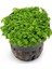 Hemianthus Callitrichoides 'cuba' In Vitro Cup Canlı Bitki 2