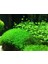 Hemianthus Callitrichoides 'cuba' In Vitro Cup Canlı Bitki 3