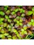 Ludwigia Peruensis Saksı Canlı Bitki 3
