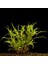 Hygrophila Lacustris Saksı Canlı Bitki 1