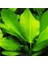 Echinodorus Cordifolius Saksı Canlı Bitki 1