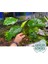 Anubias Broad Leaf 6-8 Yapraklı Canlı Bitki Xl 1