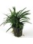 Ophiopogon Pusillus Saksı Canlı Bitki 1
