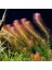 Rotala Wallichii Saksı Canlı Bitki 1