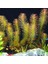 Rotala Wallichii Saksı Canlı Bitki 2