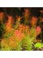 Rotala Wallichii Saksı Canlı Bitki 3