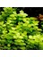 Lysimachia Nummularia Aurea Saksı Canlı Bitki 1