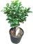 Ficus Microcarpa Bonsai 30-40 cm 1