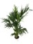 Armenbotanik Howea Forsteriana | Kentia Palmiyesi 24cm Ø H:180 2