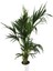 Armenbotanik Howea Forsteriana | Kentia Palmiyesi 24cm Ø H:180 3