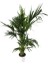 Armenbotanik Howea Forsteriana | Kentia Palmiyesi 24cm Ø H:180 4