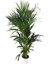 Armenbotanik Howea Forsteriana | Kentia Palmiyesi 24cm Ø H:180 5