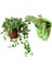 Sedum Morganianum ve Tespih Çiçeği Kaktüs&sukulent 1
