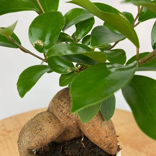 Salon Bitkileri Bonsai Ficus Cats Fiyatı Taksit Seçenekleri