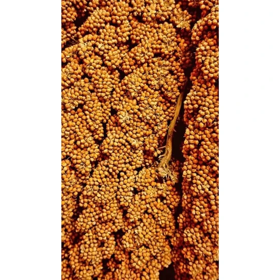 Altın Ekin Kızıl Dal Darı 1 kg