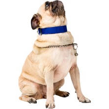 Evene Köpek Tasması Köpek Boyun Ayarlanabilir Evcil Hayvan Tasma Mavi