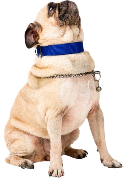 Köpek Tasması Köpek Boyun Ayarlanabilir Evcil Hayvan Tasma Mavi