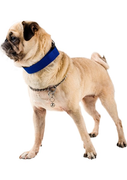 Köpek Tasması Köpek Boyun Ayarlanabilir Evcil Hayvan Tasma Mavi modelleri