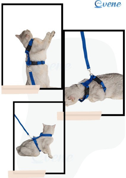 Kedi Tasması Kedi Gögüs Bel Ayarlanabilir Tasma Mavi fırsatları