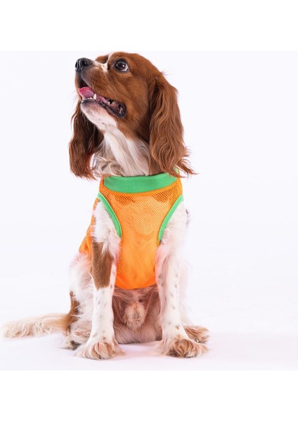 Cactus Mesh Kedi Köpek Tişörtü - Kedi Köpek Kıyafeti Large fiyatları