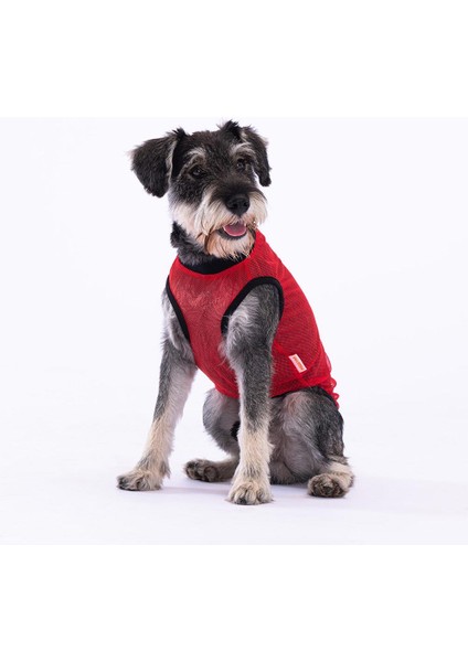 Smile Kedi Köpek Tişörtü - Kedi Köpek Kıyafeti Small