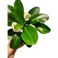 Fidanova Eforbia Milii Dikenler Tacı 20-30CM