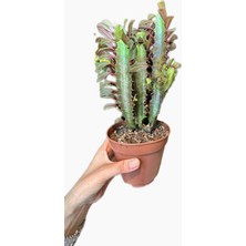 Fidanova Eforbia Kaktüs 35-45CM