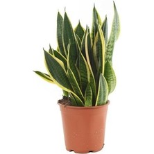 Fidanova Sanseverya Paşa Kılıcı