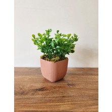 Alshop Mini Saksıda Yapay Bitki Şimşir Gerçek Taş Yosunlu Toplam 16 cm Dekoratif Banyo Mutfak Masa Çiçeği