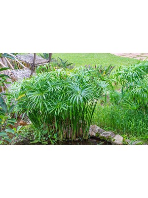 Morlalem Japon Şemsiyesi Fidanı, Akvaryum Veya Süs Havuzları Için Dekor Bitkisi, Fidan