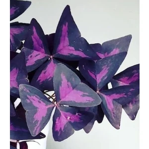 Oksalis Alacalı Uyku Çiçeği, Kelebek Çiçeği, Süs Yoncası, Mor Oxalis Triangularis, Pembe Çiçekli Canlı Bitki