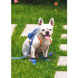 Max Design Mavi Pet Ayakkabısı Kedi Köpek Için Su Geçirmez Gezdirme Ayakkabısı