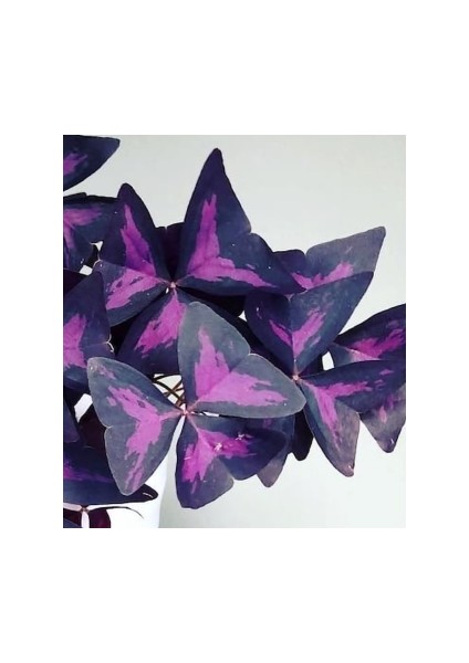 Oksalis Alacalı Uyku Çiçeği, Kelebek Çiçeği, Süs Yoncası, Mor Oxalis Triangularis, Pembe Çiçekli Canlı Bitki